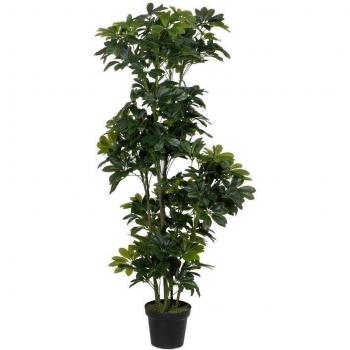 Decoração de Plântas Schefflera 612248