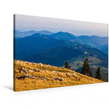 Belchens Tierwelt: CALVENDO Premium Textil-Leinwand, 90 × 60 cm – Schafe & Ziegen im Südschwarzwald