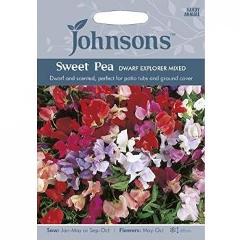 Dwarf Sweet Pea Explorer Variety