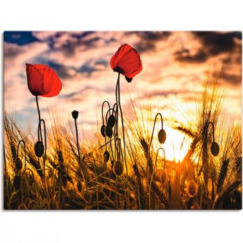 Mohnblumenpracht im Sonnenuntergang