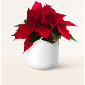 Planta de Flor de Pascua S en Maceta