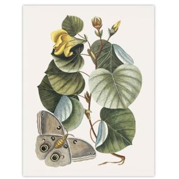 Catesby Hibiscus Butterfly Art Print – 12 Wide by 16 High