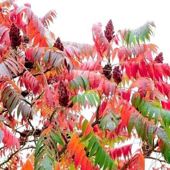 Stag’s Horn Sumach (Rhus Typhina) – 2 L Pot, Green Version