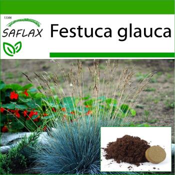 SAFLAX