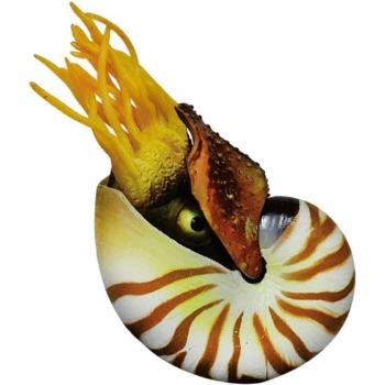 MarinoLuz: Decora tu Pared con Conchas Nautilus