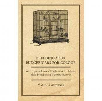 Breeding your Budgerigars for Colour