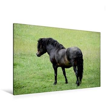Calvendo: 120 x 80 cm Leinwand „Ernie“, Exmoorpony in Querformat
