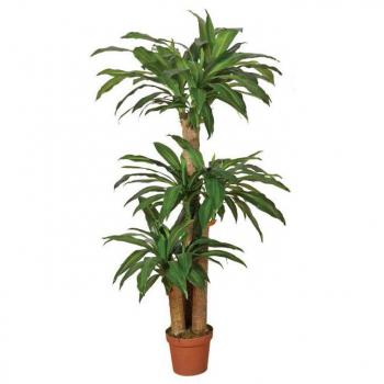 Synthetic Dracaena 145cm