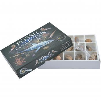 Fossil Hunter’s Bundle: 15 True Fossils Included