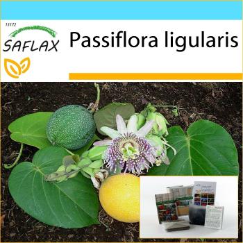 Set de Cultivo Granadilla