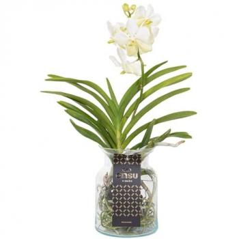 Orchidée Vanda 'Bose' en vase blanc