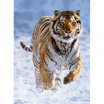 Tigre d’Inverno 500 Pezzi Puzzle
