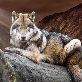 Wolf Diamant Schilderij 30x40 cm DIY Vol Diamanten