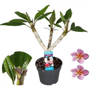 Plumeria Frangipani Violet