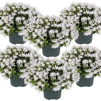 Pack de 6 Campanules Ambella – Plantes de Jardins Sécurisées