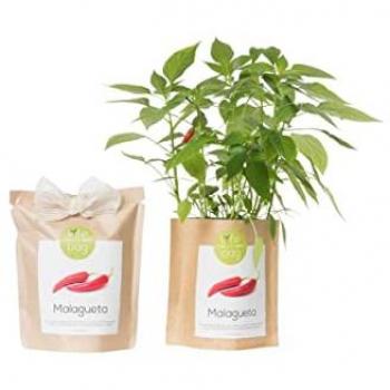 Kit de jardinage bio : piments à pousser