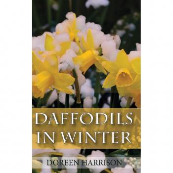 Harrison, Doreen: Daffodils in Winter