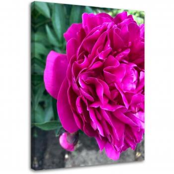 Immagine Feeby su Tela 40x60