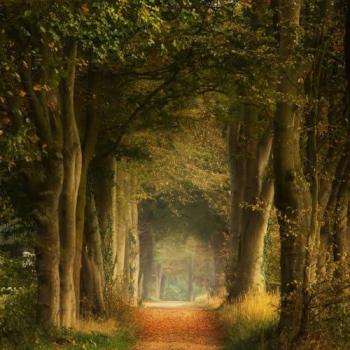 Peinture Murale Forêt Rêveuse 65x65 cm CEANOTHE