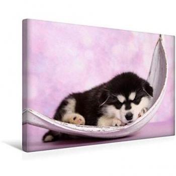 Premium Alaskan Malamute Welpen Leinwand – 45 cm × 30 cm, Querformat