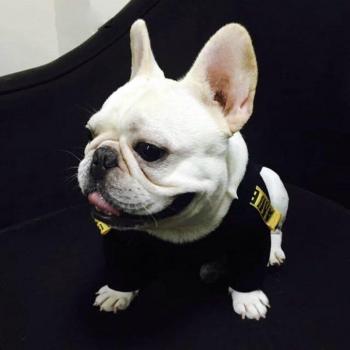 Costume pour Chihuahua