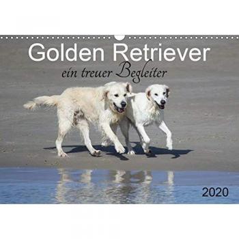 Golden Retriever ein treuer Begleiter