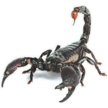 ScorpionSpine 3D Wall Stickers