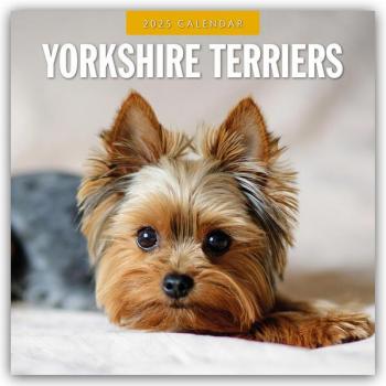 Yorkshire Terriers