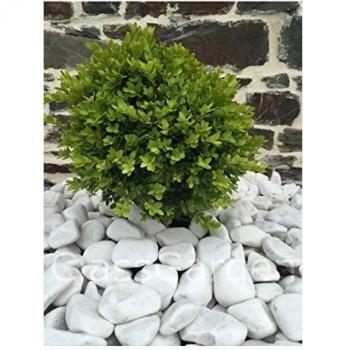 Canto rodado blanco brillo 40-60