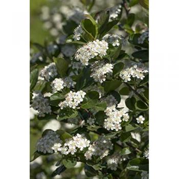 Viking‑Apfelbeere – Schwarze Aronia, 40–60 cm