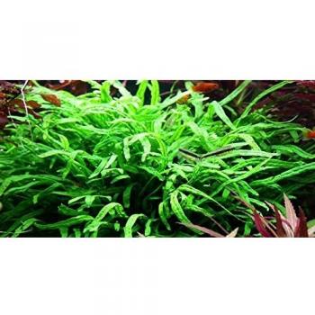 Trident Fern