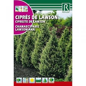 Cipreste Rocalba Lawson