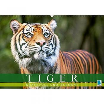 Tiger: kraftvoll und elegant