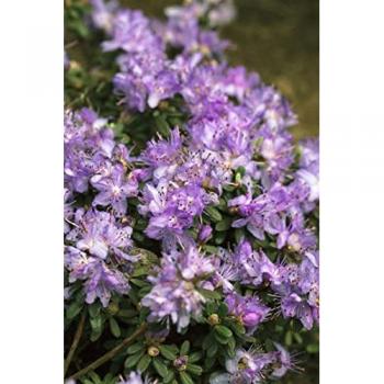 Mini‑Rhododendron „Ronny“ – Blasslila (20 cm)