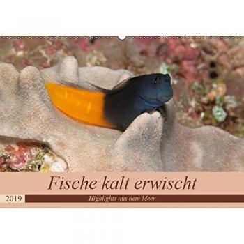 Sven Gruse taucht ab! Fische kalt erwischt