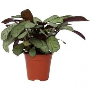 Plante d'intérieur Ctenanthe Amagris