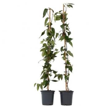 Plant In A Box