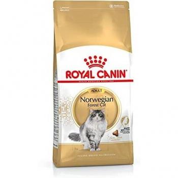 Royal Canin Breed Royal Canin Kitten British Shorthair pour chaton