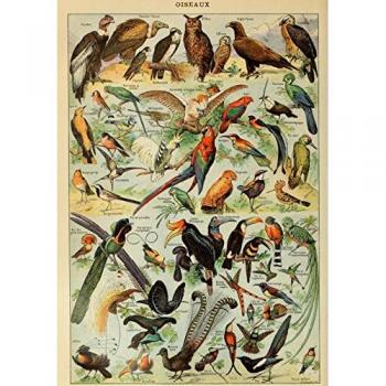 Larousse Vogelbilder XIX. Jahrhundert – Für Jedermann