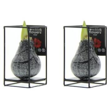 Duo de Bulbes Amaryllis en Cire Noire