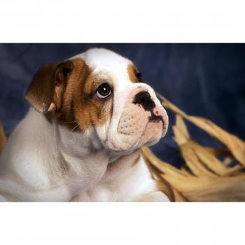 Wanddeko Bulldog-Tiere von Papermoon