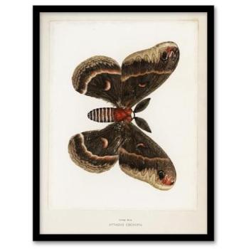 Sherman Denton A3 Framed Illustration: Cecropia Moth in White