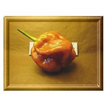 Semi di Habanero Capuchino da Coltivare in Idroponica