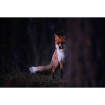 Papermoon Fototapete »SEBASTIAN MASTAHAC, Strahlende Photo-Art«
