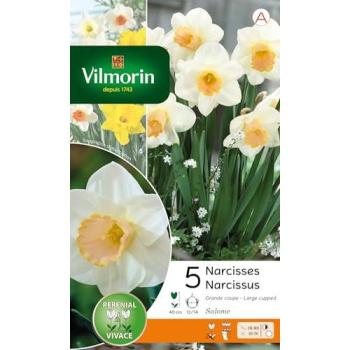 Vilmorin Bulbe Narcisse Salomé