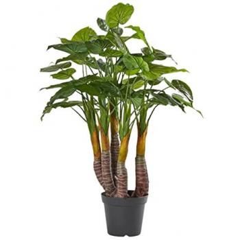 Edg Filodendro Verde – Pianta H120