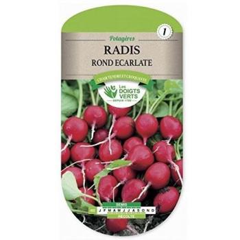 Radis Rouge Rond