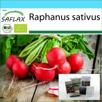 Coffret de Semences Radis Cerise