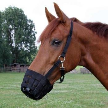 Shetland Pony Grazing Muzzle