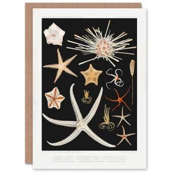 Artery8 Black Deep Sea Starfish Art Deck